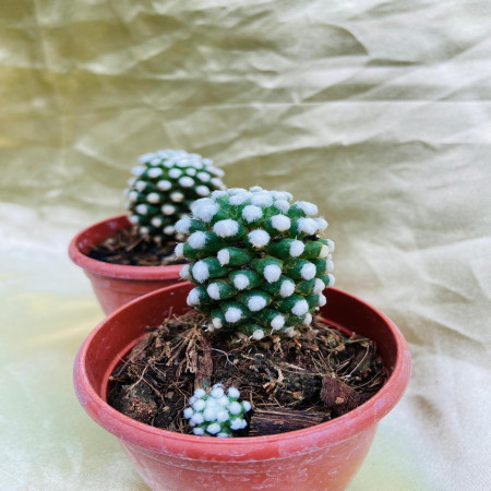 Cacti Mammillaria Vetula - Arizona Snowcap