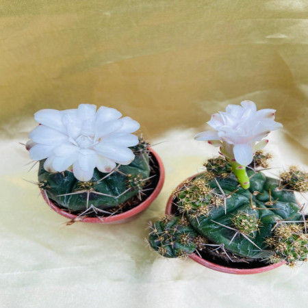 Gymnocalycium mihanovichii ‘Green’