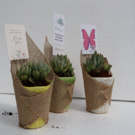 Succulent In Ceramic Pot Wrapped With Jute