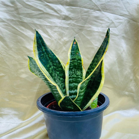 Snake plant- sansevieria superba futura