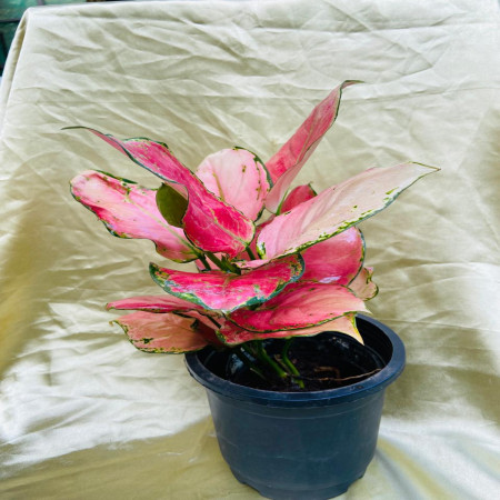 Aglaonema Beauty