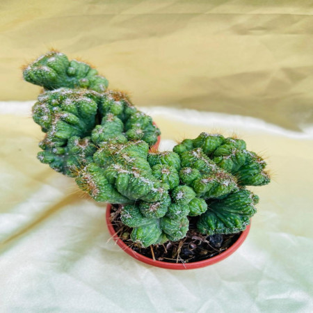 Cacti Cristate D