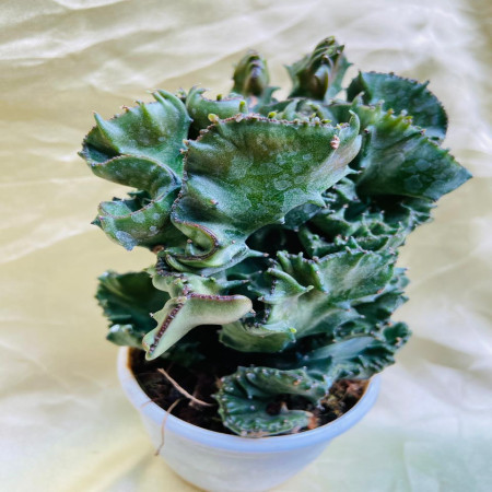 Euphorbia Lactea Cristata